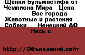 Щенки Бульмастифа от Чемпиона Мира › Цена ­ 1 000 - Все города Животные и растения » Собаки   . Ненецкий АО,Несь с.